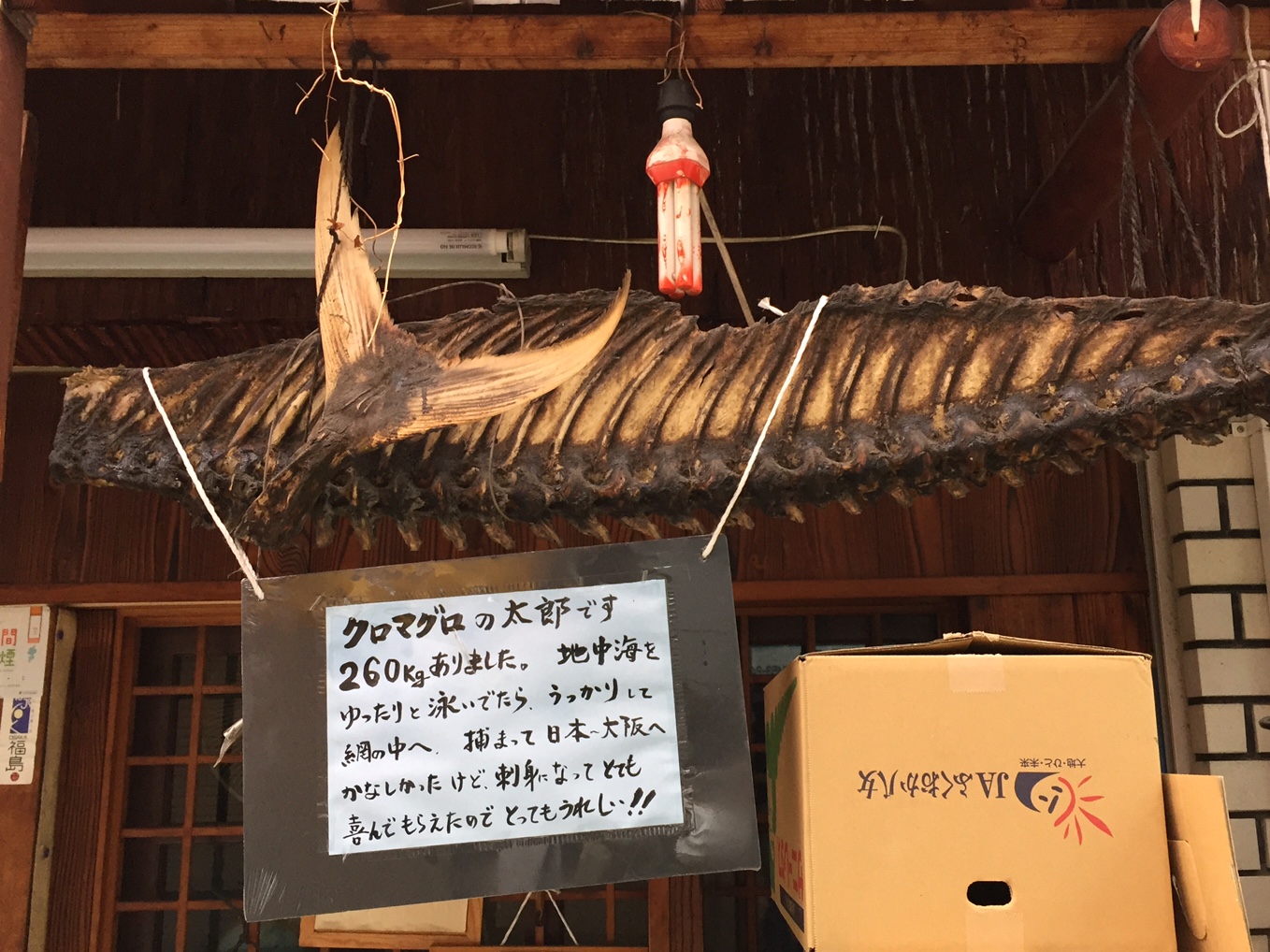 コトPOP まぐろPOP